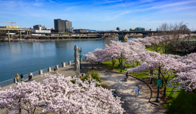 Portland Waterfront cherry blossoms