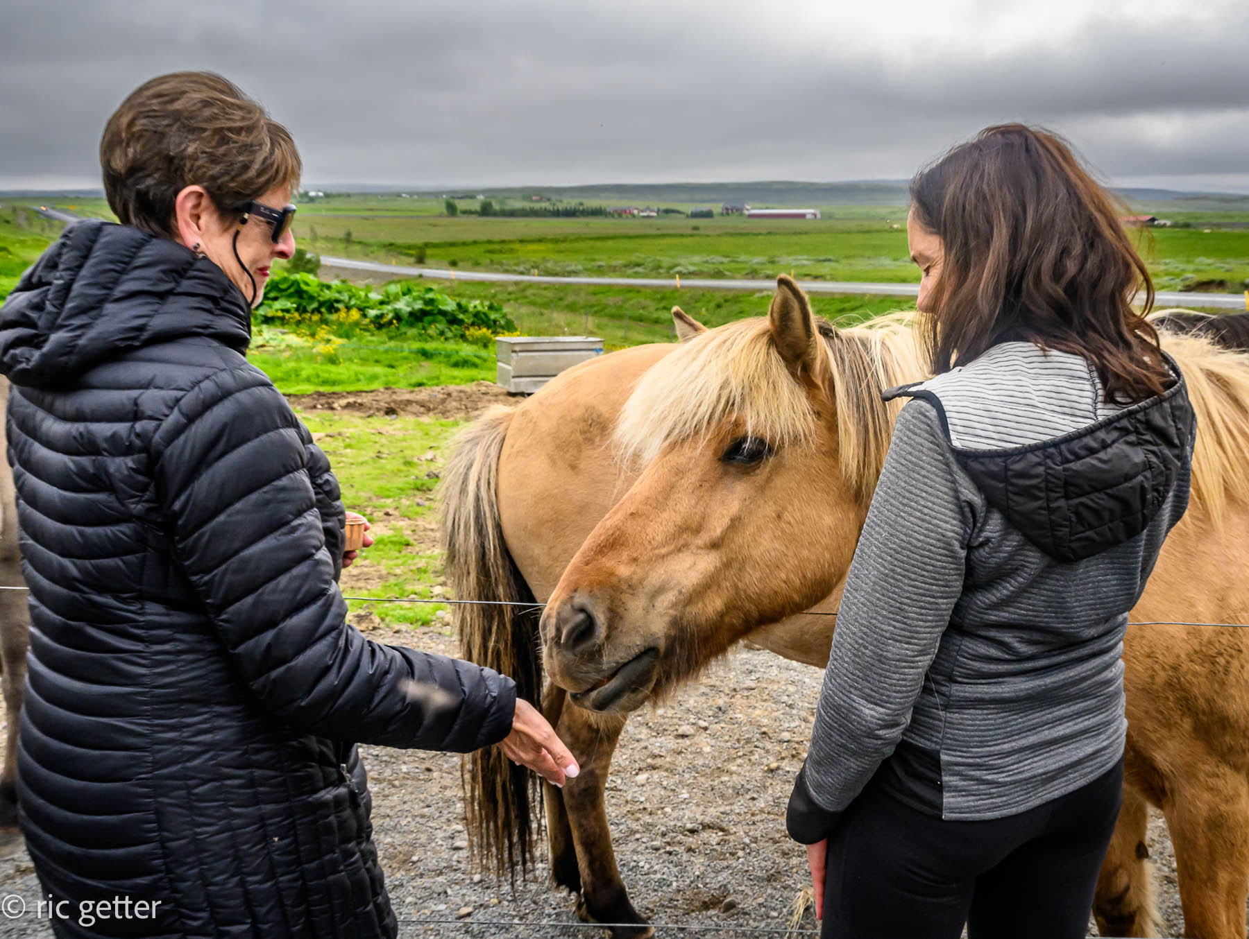 Icelandic horses