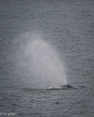 A Humpback Spouts