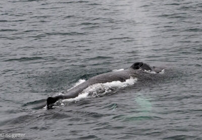 Humpback