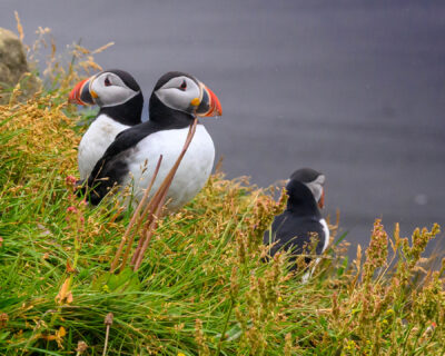 Puffins near Hálsanefshellir Cave