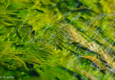 Fowing algae