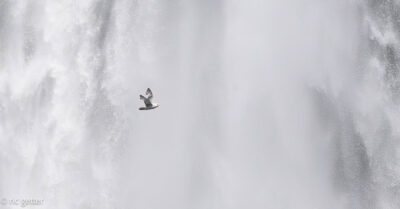 Seljalandsfoss Falls