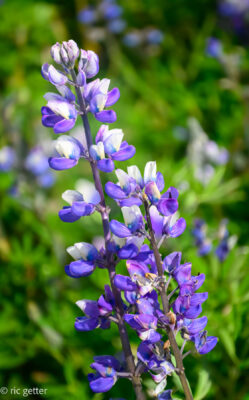 Iceland's lupin wildflower