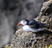 Puffin on south coast