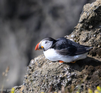 Puffin on south coast