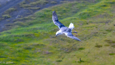 Seagull on south coast
