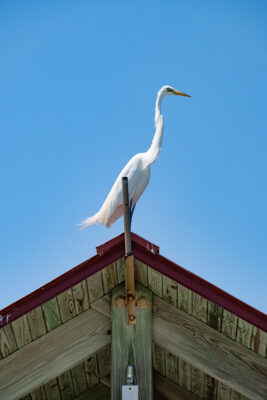 Pelican on roof